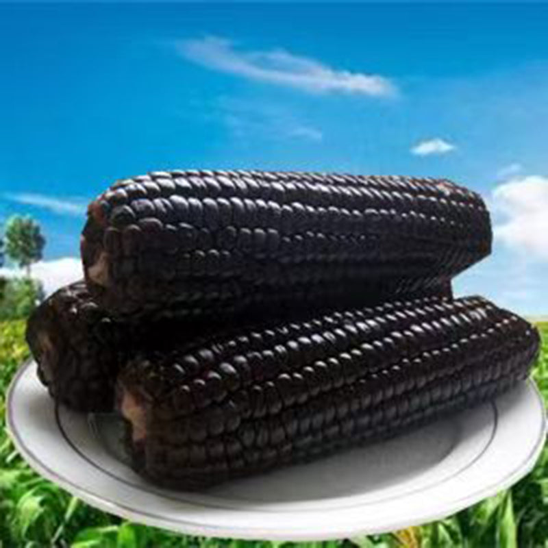 Ngô nếp đen hoahoa 1 cái khoảng 300g