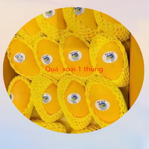 Đặt hàng trước quả xoài tươi (khoảng 12-18 cái /thùng)